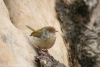 Chú chim sâu bị chột mắt ở đền Ngọc Sơn
